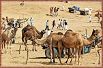Pushkar Camel Fair