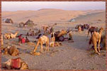 Pushkar Camel Fair