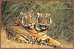 Ranthambore National Park